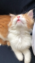 栗原厚子ブリーダーからお迎えしたノルウェージャンフォレストキャット：ロッタくん