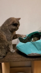 後藤嘉茂ブリーダーからお迎えしたエキゾチックショートヘア：ハルちゃん