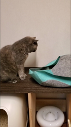 後藤嘉茂ブリーダーからお迎えしたエキゾチックショートヘア：ハルちゃん