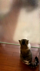 後藤嘉茂ブリーダーからお迎えしたエキゾチックショートヘア：ハルちゃん