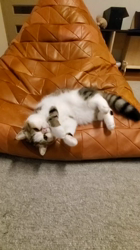 後藤嘉茂ブリーダーからお迎えしたエキゾチックショートヘア：ハルちゃん