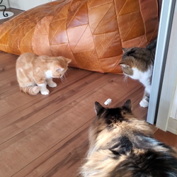 後藤嘉茂ブリーダーからお迎えしたエキゾチックショートヘア：ハルちゃん