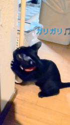 橋本留実子ブリーダーからお迎えしたボンベイ：ロデム🐈‍⬛くん