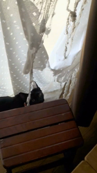 橋本留実子ブリーダーからお迎えしたボンベイ：ロデム🐈‍⬛くん