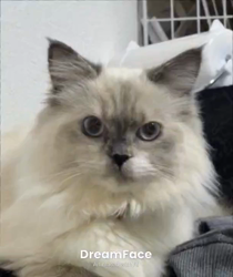 橋本留実子ブリーダーからお迎えした猫サン犬サン：みんなで歌おう🎶🎶ちゃん