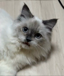 橋本留実子ブリーダーからお迎えした猫サン犬サン：みんなで歌おう🎶🎶ちゃん