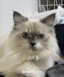 橋本留実子ブリーダーからお迎えした猫サン犬サン：みんなで歌おう🎶🎶ちゃん