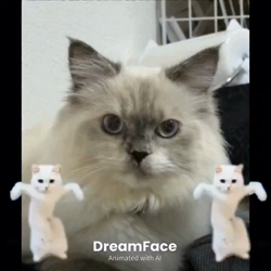 橋本留実子ブリーダーからお迎えした猫サン犬サン：みんなで歌おう🎶🎶ちゃん