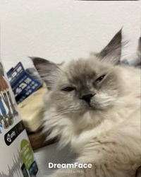 橋本留実子ブリーダーからお迎えした猫サン犬サン：みんなで歌おう🎶🎶ちゃん