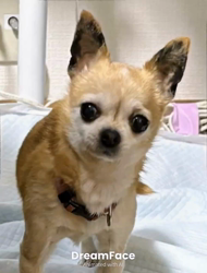 橋本留実子ブリーダーからお迎えした猫サン犬サン：みんなで歌おう🎶🎶ちゃん