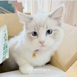 橋本留実子ブリーダーからお迎えした猫サン犬サン：みんなで歌おう🎶🎶ちゃん