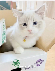 橋本留実子ブリーダーからお迎えした猫サン犬サン：みんなで歌おう🎶🎶ちゃん
