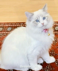 橋本留実子ブリーダーからお迎えした猫サン犬サン：みんなで歌おう🎶🎶ちゃん