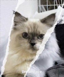 橋本留実子ブリーダーからお迎えした猫サン犬サン：みんなで歌おう🎶🎶ちゃん