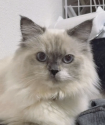 橋本留実子ブリーダーからお迎えした猫サン犬サン：みんなで歌おう🎶🎶ちゃん