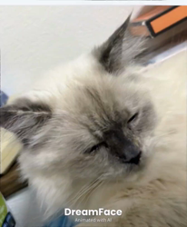 橋本留実子ブリーダーからお迎えした猫サン犬サン：みんなで歌おう🎶🎶ちゃん