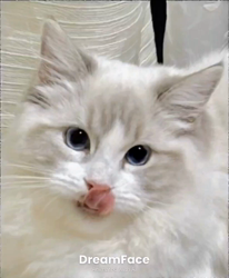 橋本留実子ブリーダーからお迎えした猫サン犬サン：みんなで歌おう🎶🎶ちゃん