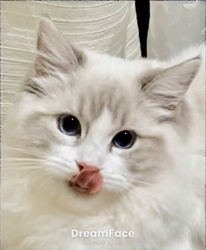 橋本留実子ブリーダーからお迎えした猫サン犬サン：みんなで歌おう🎶🎶ちゃん