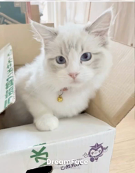 橋本留実子ブリーダーからお迎えした猫サン犬サン：みんなで歌おう🎶🎶ちゃん