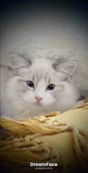 橋本留実子ブリーダーからお迎えした猫サン犬サン：みんなで歌おう🎶🎶ちゃん