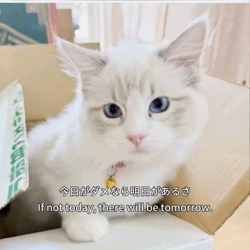 橋本留実子ブリーダーからお迎えした猫サン犬サン：みんなで歌おう🎶🎶ちゃん