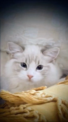 橋本留実子ブリーダーからお迎えした猫サン犬サン：みんなで歌おう🎶🎶ちゃん