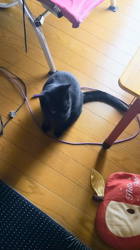 橋本留実子ブリーダーからお迎えしたボンベイ：さくらちゃん