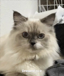 橋本留実子ブリーダーからお迎えした猫サン犬サン：みんなで歌おう🎶🎶ちゃん