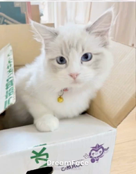 橋本留実子ブリーダーからお迎えした猫サン犬サン：みんなで歌おう🎶🎶ちゃん