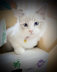 橋本留実子ブリーダーからお迎えした猫サン犬サン：みんなで歌おう🎶🎶ちゃん