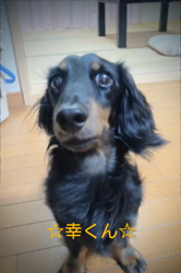 橋本留実子ブリーダーからお迎えした猫サン犬サン：みんなで歌おう🎶🎶ちゃん