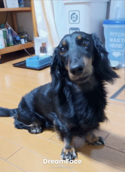 橋本留実子ブリーダーからお迎えした猫サン犬サン：みんなで歌おう🎶🎶ちゃん