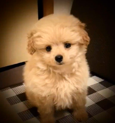 橋本留実子ブリーダーからお迎えした猫サン犬サン：みんなで歌おう🎶🎶ちゃん