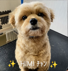 橋本留実子ブリーダーからお迎えした猫サン犬サン：みんなで歌おう🎶🎶ちゃん