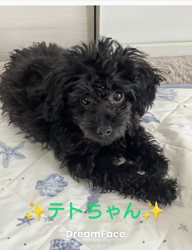 橋本留実子ブリーダーからお迎えした猫サン犬サン：みんなで歌おう🎶🎶ちゃん
