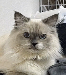 橋本留実子ブリーダーからお迎えした猫サン犬サン：みんなで歌おう🎶🎶ちゃん