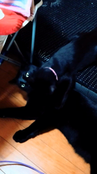橋本留実子ブリーダーからお迎えしたボンベイ:ロデム🐈⬛くん