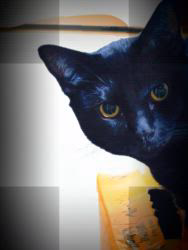 橋本留実子ブリーダーからお迎えしたボンベイ：ロデム🐈‍⬛くん