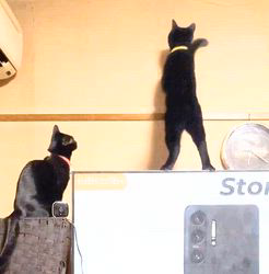 橋本留実子ブリーダーからお迎えしたボンベイ：ロデム🐈‍⬛くん