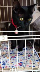 橋本留実子ブリーダーからお迎えしたボンベイ：さくら🌸ちゃん