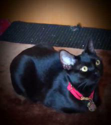 橋本留実子ブリーダーからお迎えしたボンベイ：さくら🌸ちゃん