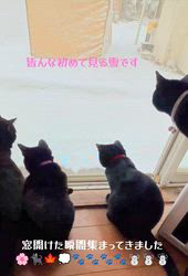 橋本留実子ブリーダーからお迎えしたボンベイ：さくら🌸ちゃん