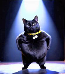 橋本留実子ブリーダーからお迎えしたボンベイ：ロデム🐈‍⬛くん