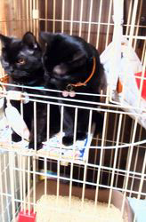 橋本留実子ブリーダーからお迎えしたボンベイ：ロデム🐈‍⬛くん