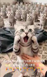 橋本留実子ブリーダーからお迎えしたボンベイ：さくら🌸ちゃん