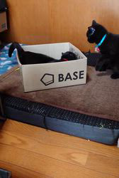 橋本留実子ブリーダーからお迎えしたボンベイ：さくら🌸ちゃん