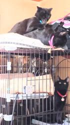 橋本留実子ブリーダーからお迎えしたボンベイ：さくら🌸ちゃん