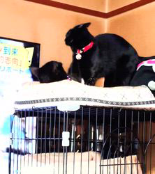 橋本留実子ブリーダーからお迎えしたボンベイ：さくら🌸ちゃん