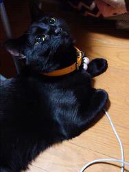 橋本留実子ブリーダーからお迎えしたボンベイ：ロデム🐈‍⬛くん