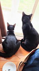 橋本留実子ブリーダーからお迎えしたボンベイ：ロデム🐈‍⬛くん